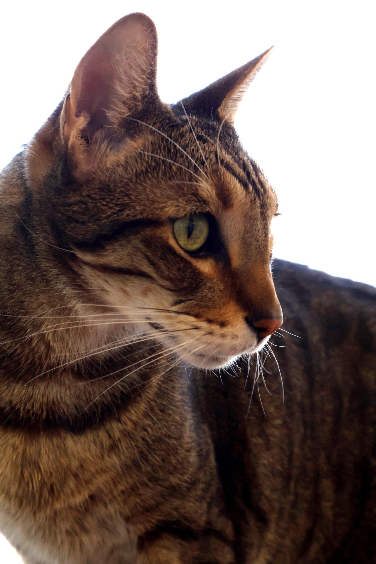 Sherman, a Adoptable Tabby in Burlingame, CA image 2/3