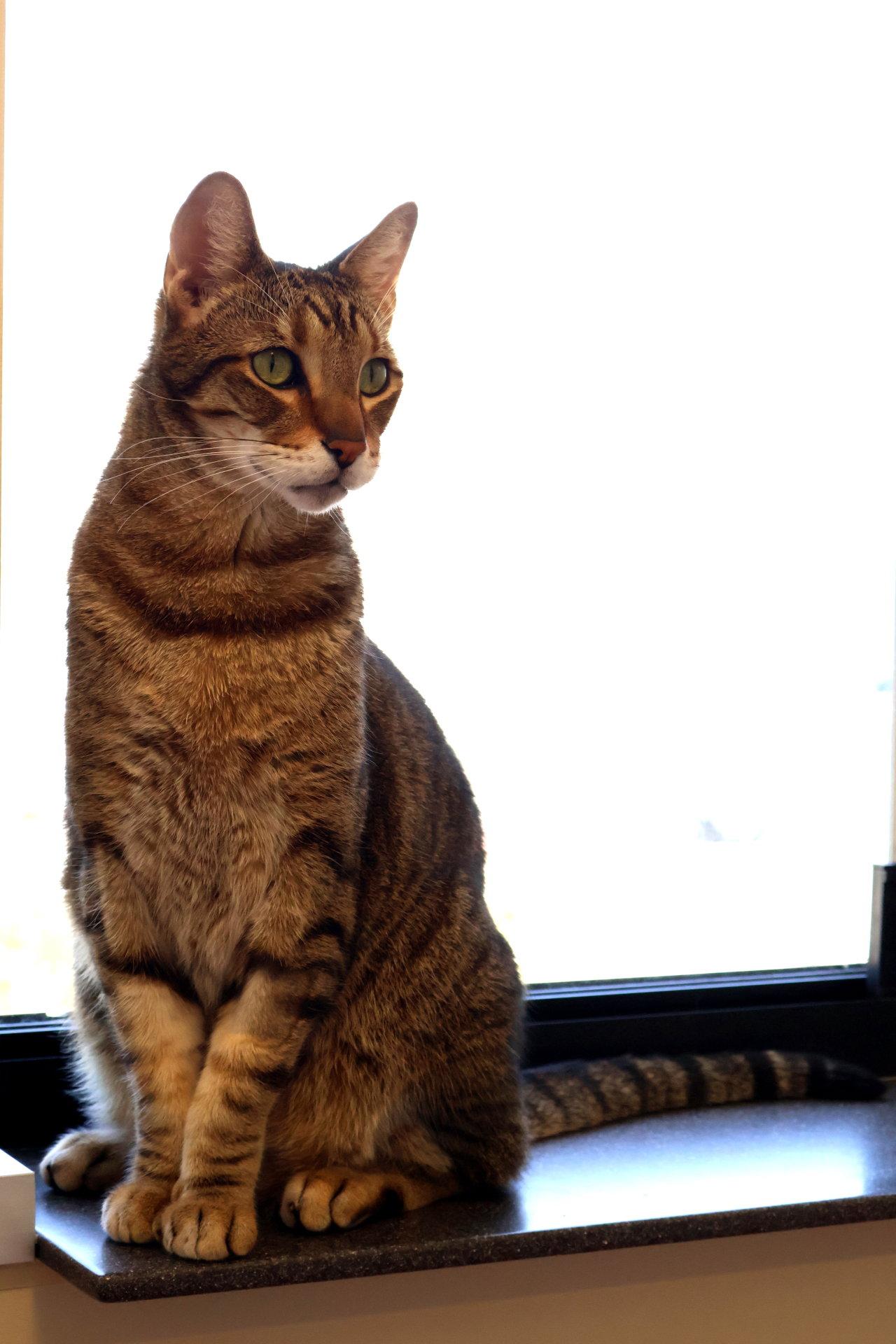 Sherman, a Adoptable Tabby in Burlingame, CA image 3/3