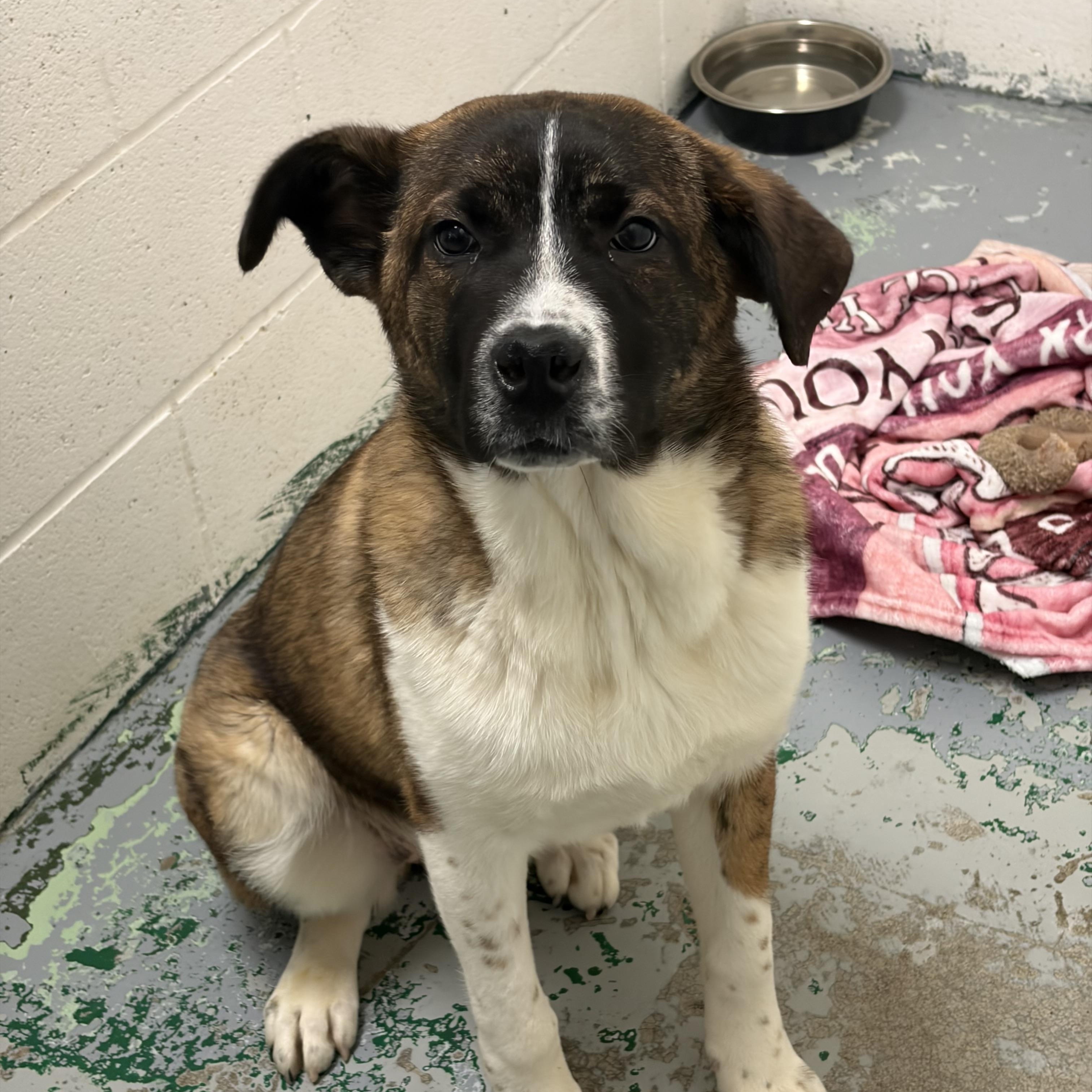 Enlarge Gravity, an adopted mixed breed in Spokane, WA image 1/2