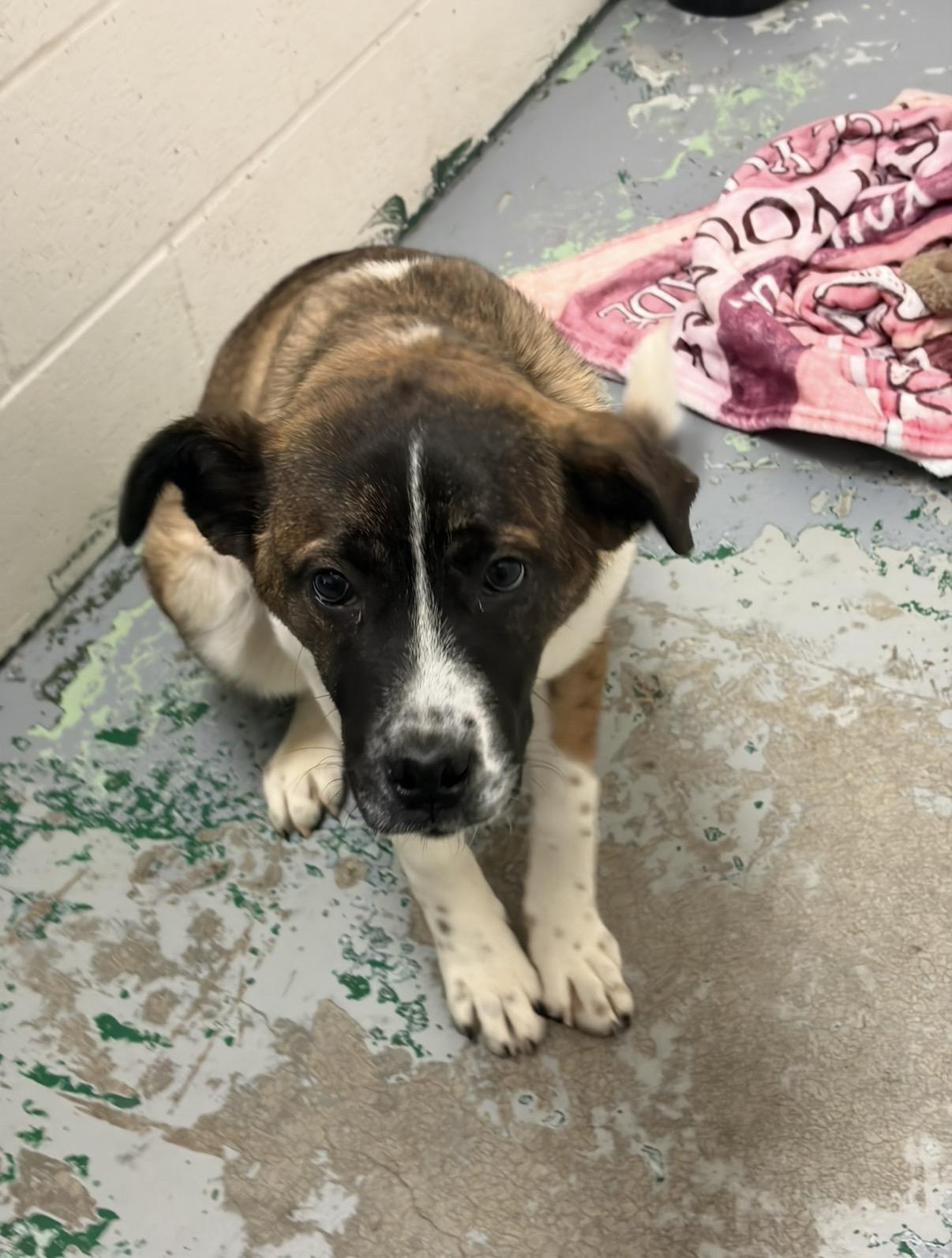 Enlarge Gravity, an adopted mixed breed in Spokane, WA image 2/2