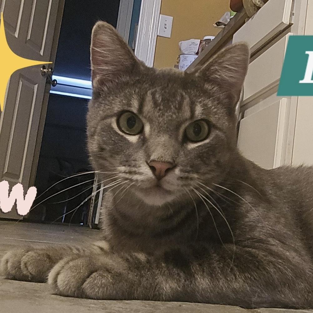 Enlarge Butters, a ADOPTABLE Domestic Short Hair in Bentonville, AR image 1/1