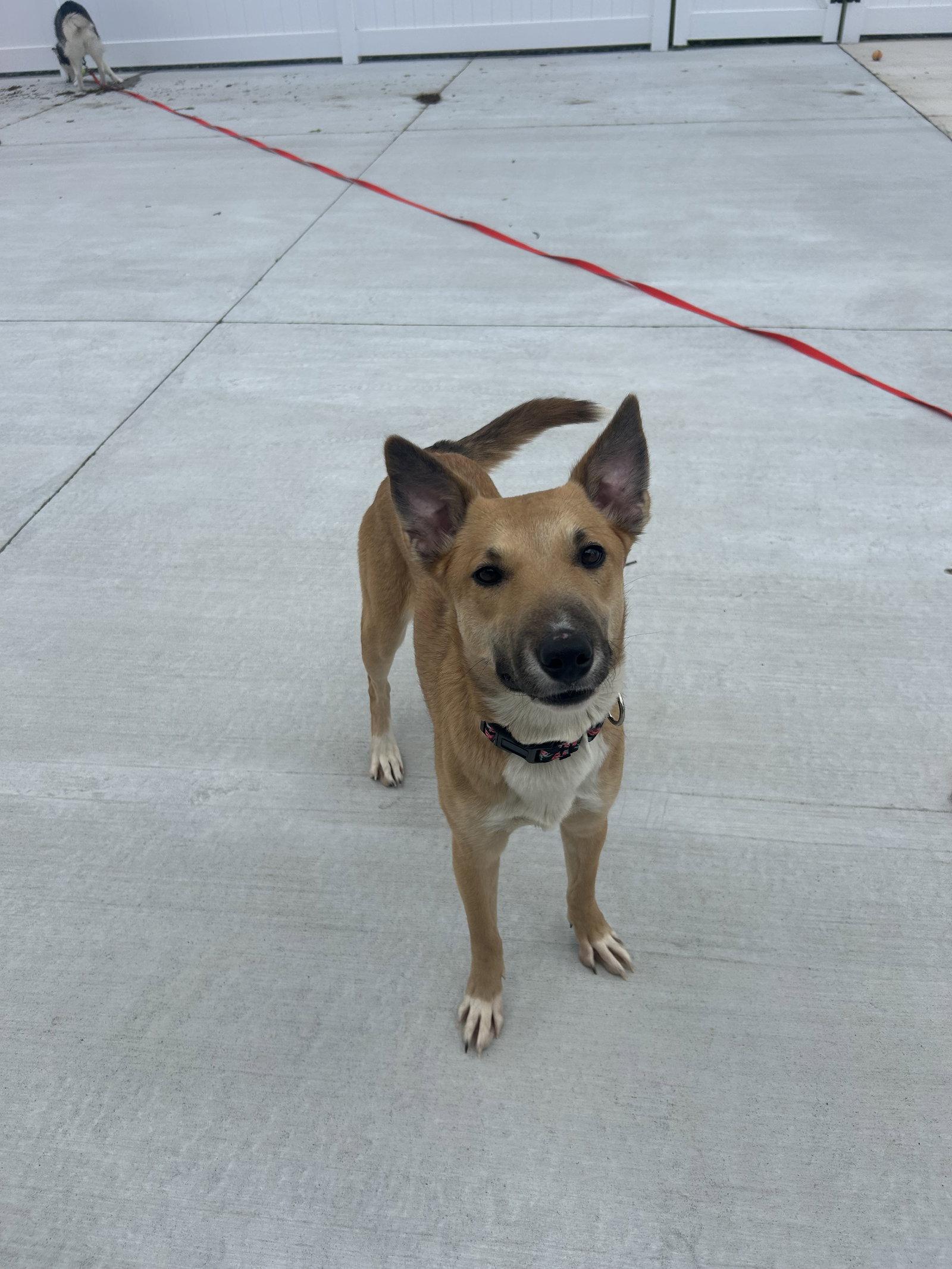 Bonnie, Adoptable, Adult Female Cattle Dog & Bull Terrier.