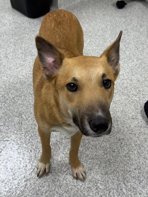 Enlarge Bonnie, a Adoptable mixed breed in Lancaster, PA image 2/2
