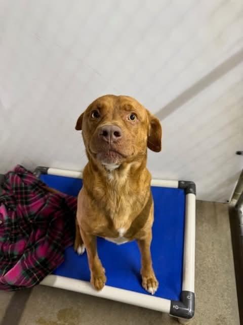 Rusty, Adoptable, Young Male Pit Bull Terrier.