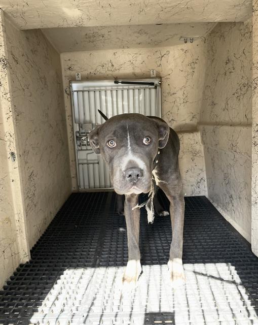 FLINT, Adoptable, Young Male Pit Bull Terrier.