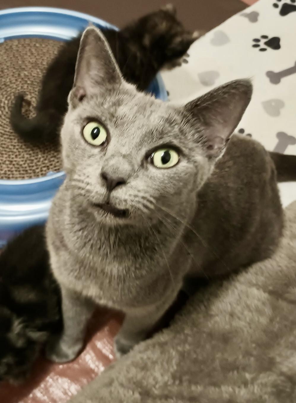 Enlarge Jonna, a Adoptable mixed breed in EAST PALATKA, FL image 1/1