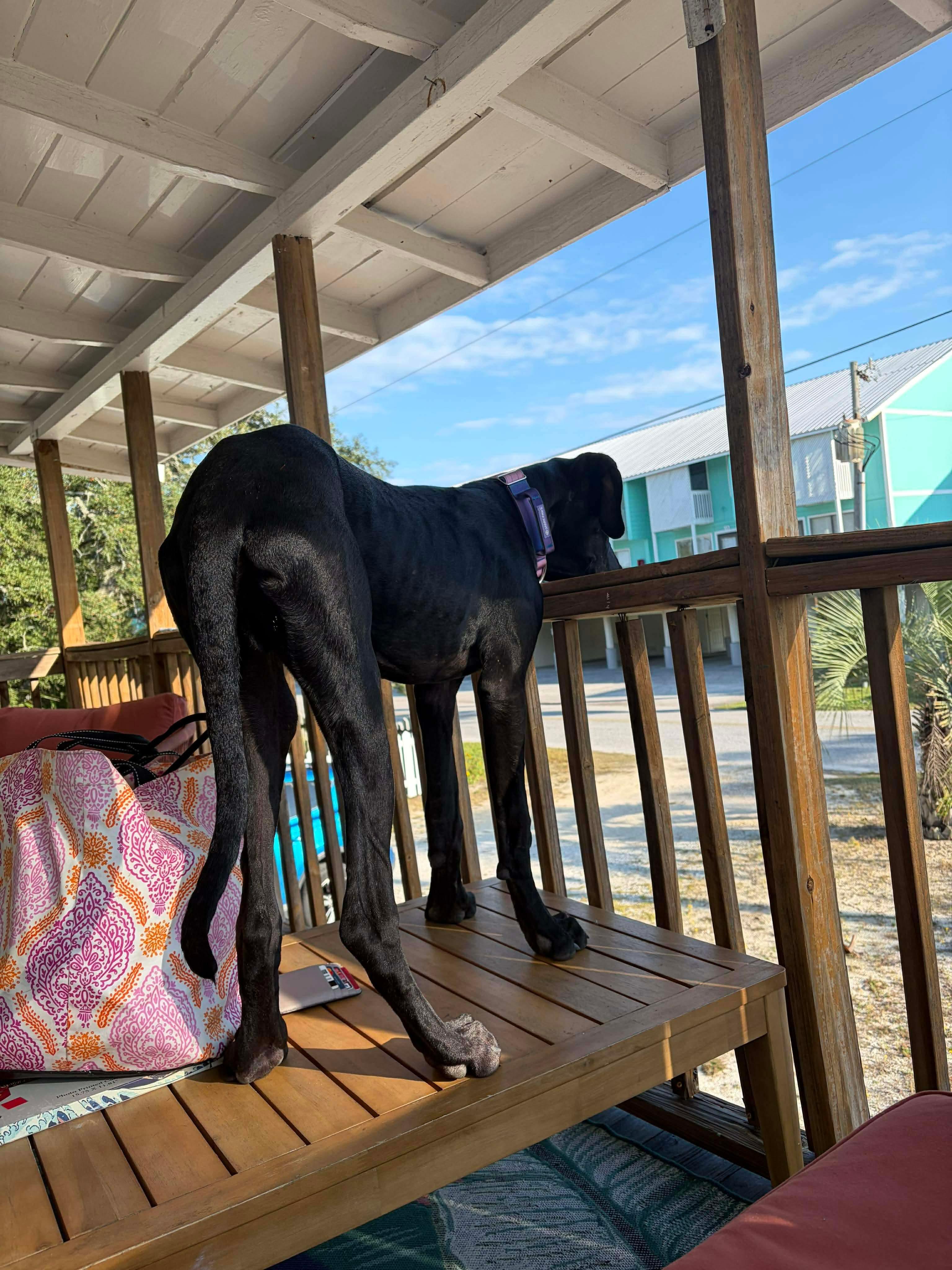 Cash, a Adoptable Great Dane in Pensacola, FL image 6/6
