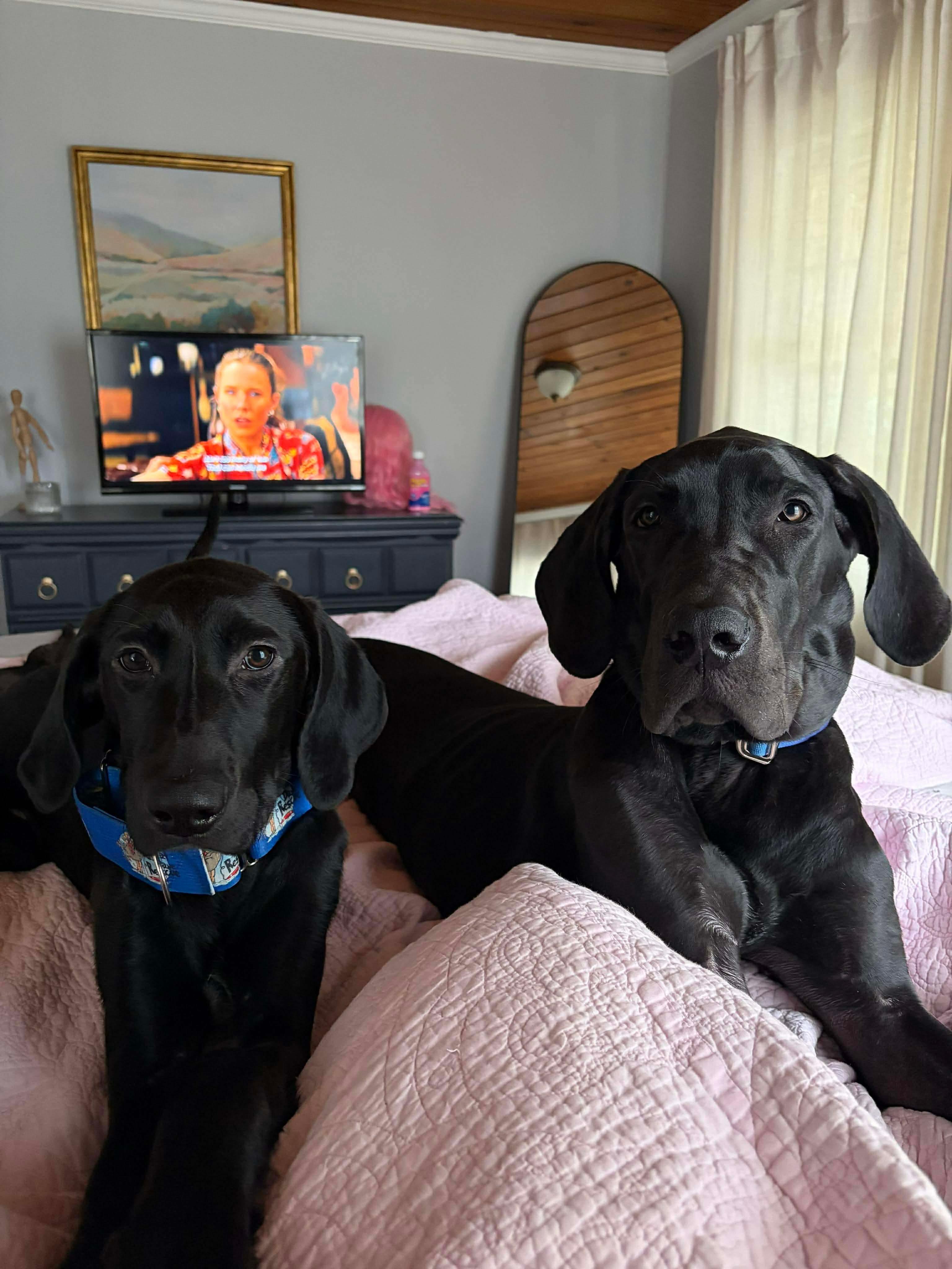 Cash, a Adoptable Great Dane in Pensacola, FL image 2/6