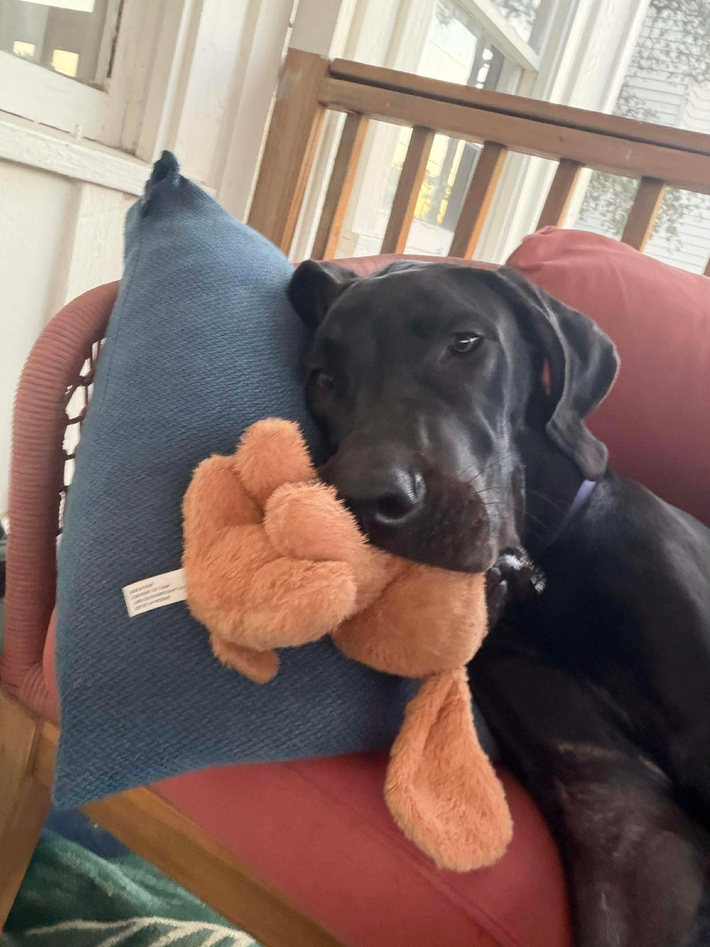 Cash, a Adoptable Great Dane in Pensacola, FL image 3/6