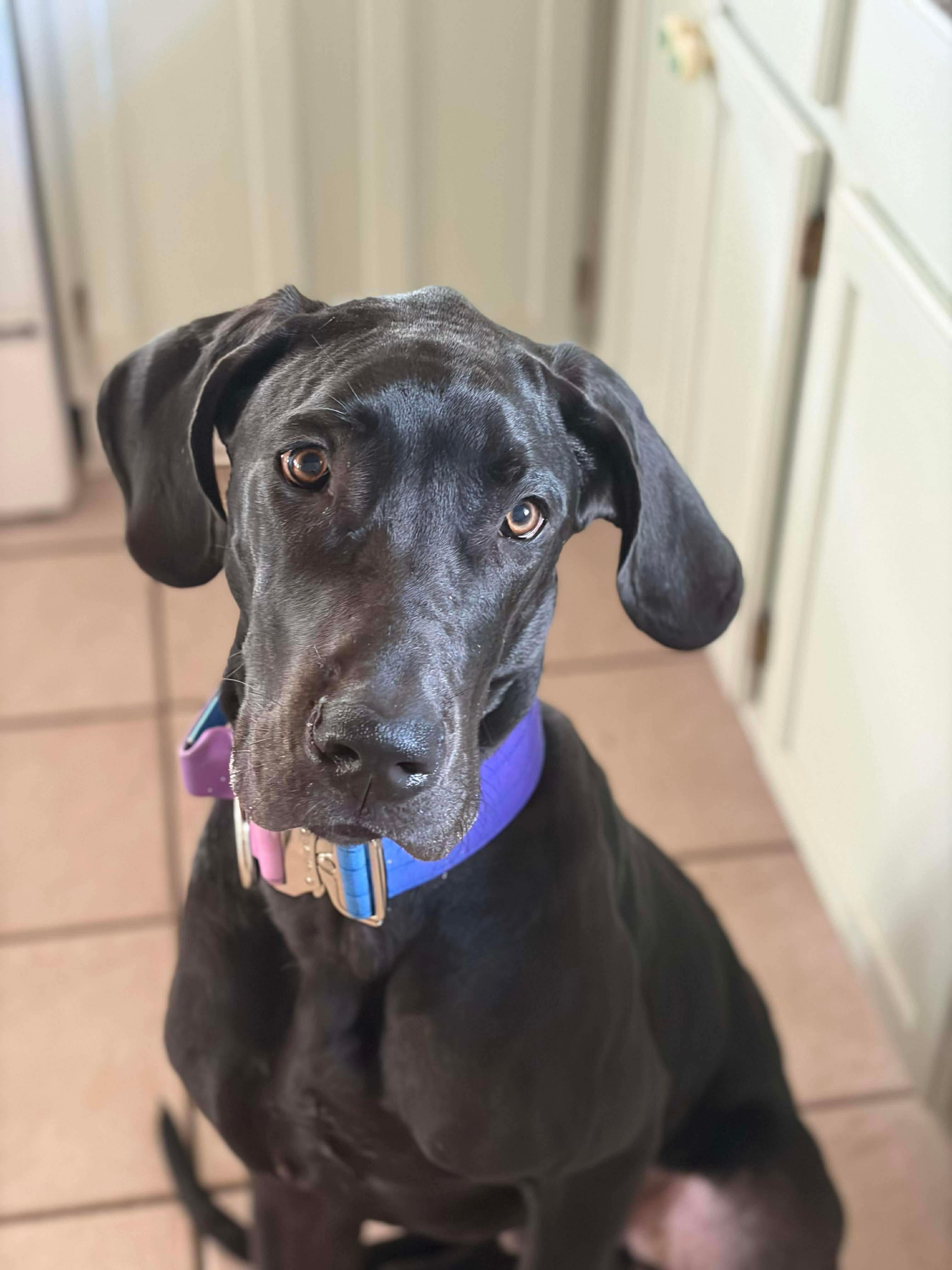 Cash, a Adoptable Great Dane in Pensacola, FL image 4/6