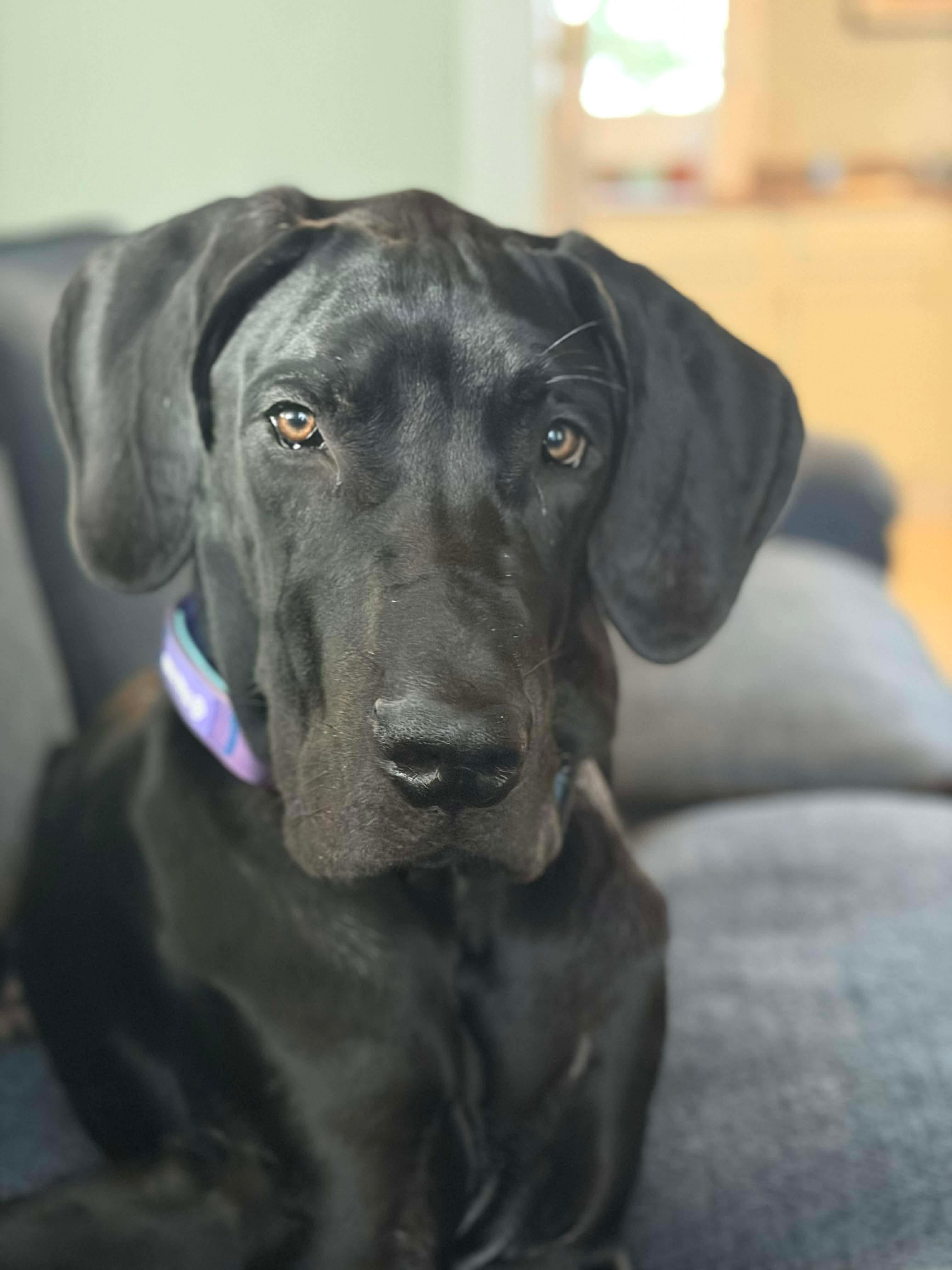 Cash, Adoptable, Puppy Male Great Dane.
