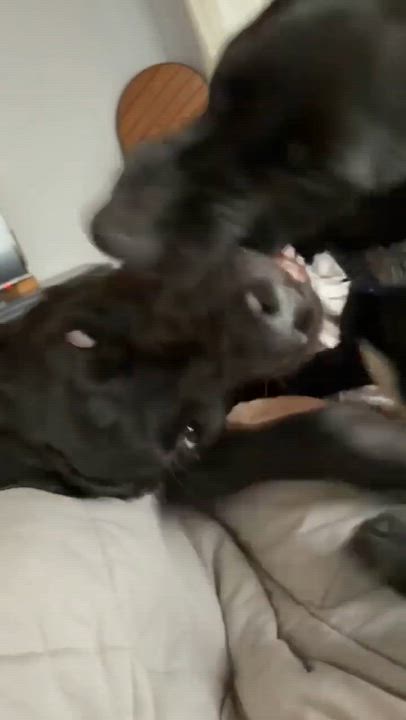 Enlarge Cash, a Adoptable Great Dane in Pensacola, FL video 5/6