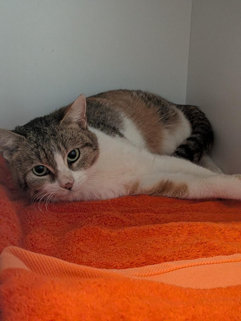 Princess, Adoptable, Adult Female Domestic Short Hair.