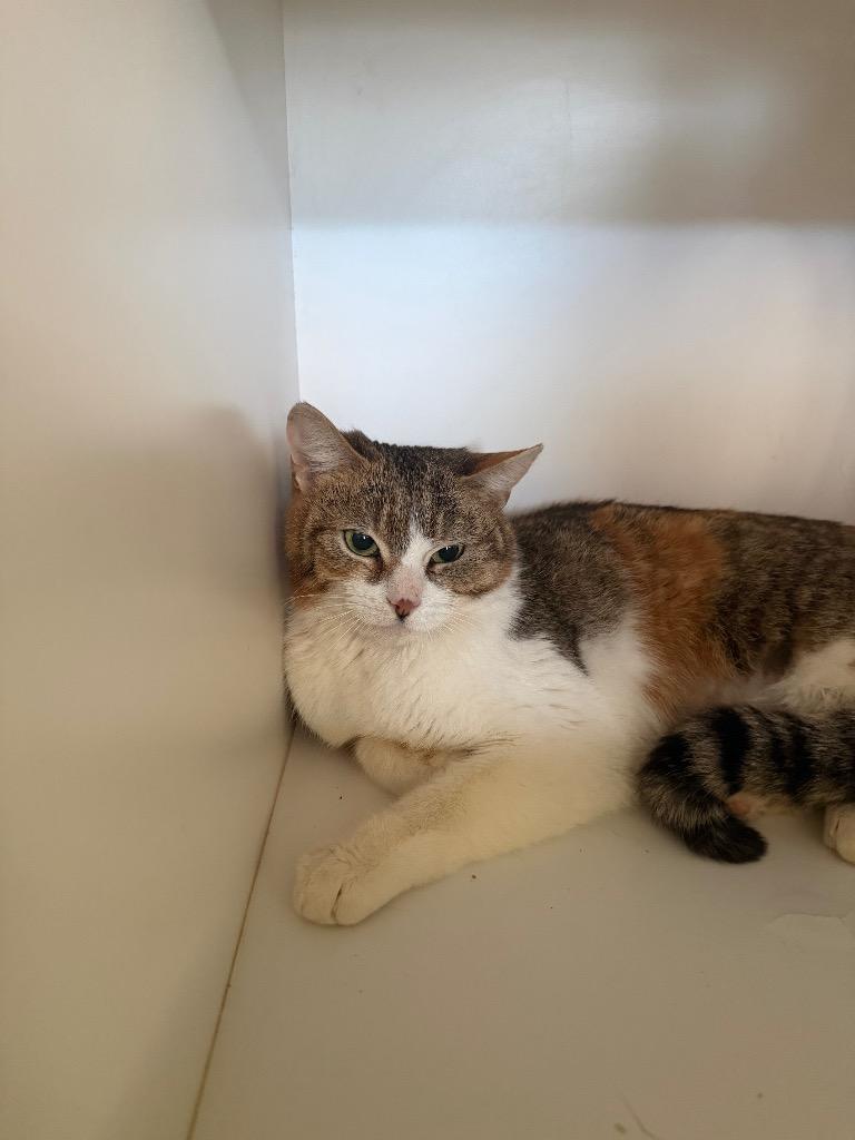 Enlarge Princess, a Adoptable mixed breed in Hyde Park, NY image 2/3