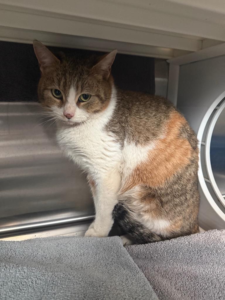 Enlarge Princess, a Adoptable mixed breed in Hyde Park, NY image 3/3