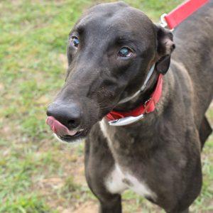 AFG BLACK SNAKE, Adoptable, Young Male Greyhound.