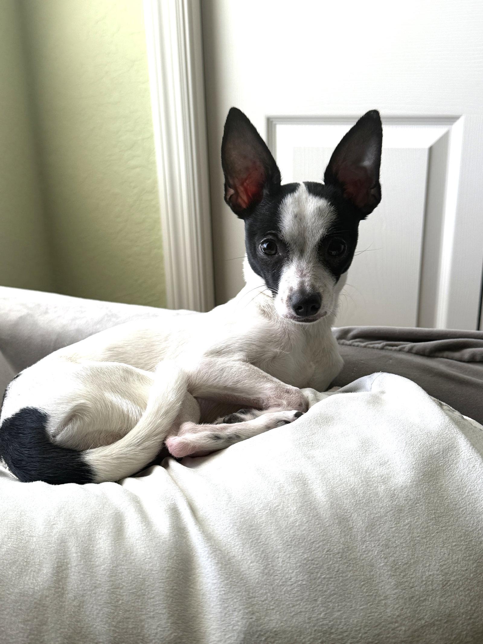 Luna Chi, Adoptable, Puppy Female Chihuahua.