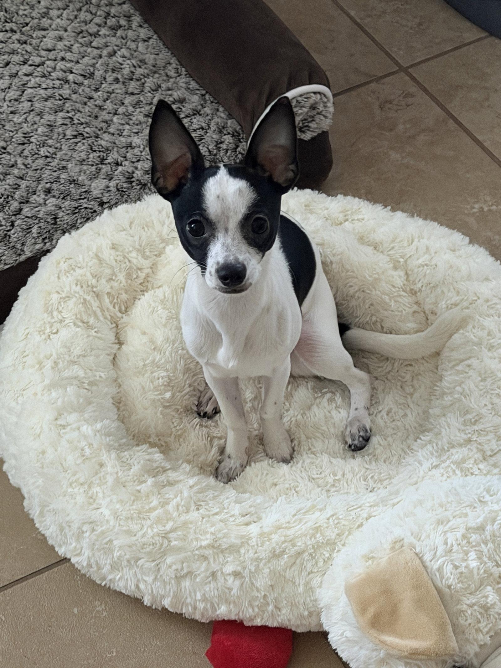 Enlarge Luna Chi, a Adoptable Chihuahua in Valrico, FL image 2/3