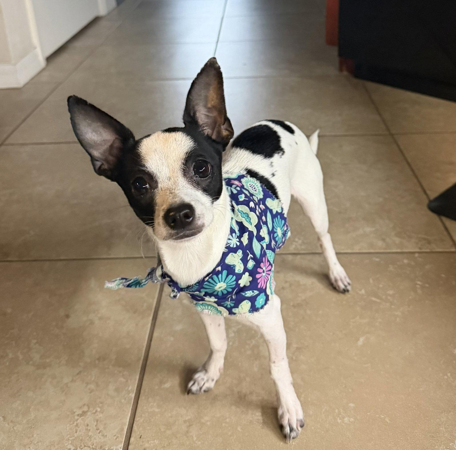 Enlarge Luna Chi, a Adoptable Chihuahua in Valrico, FL image 3/3