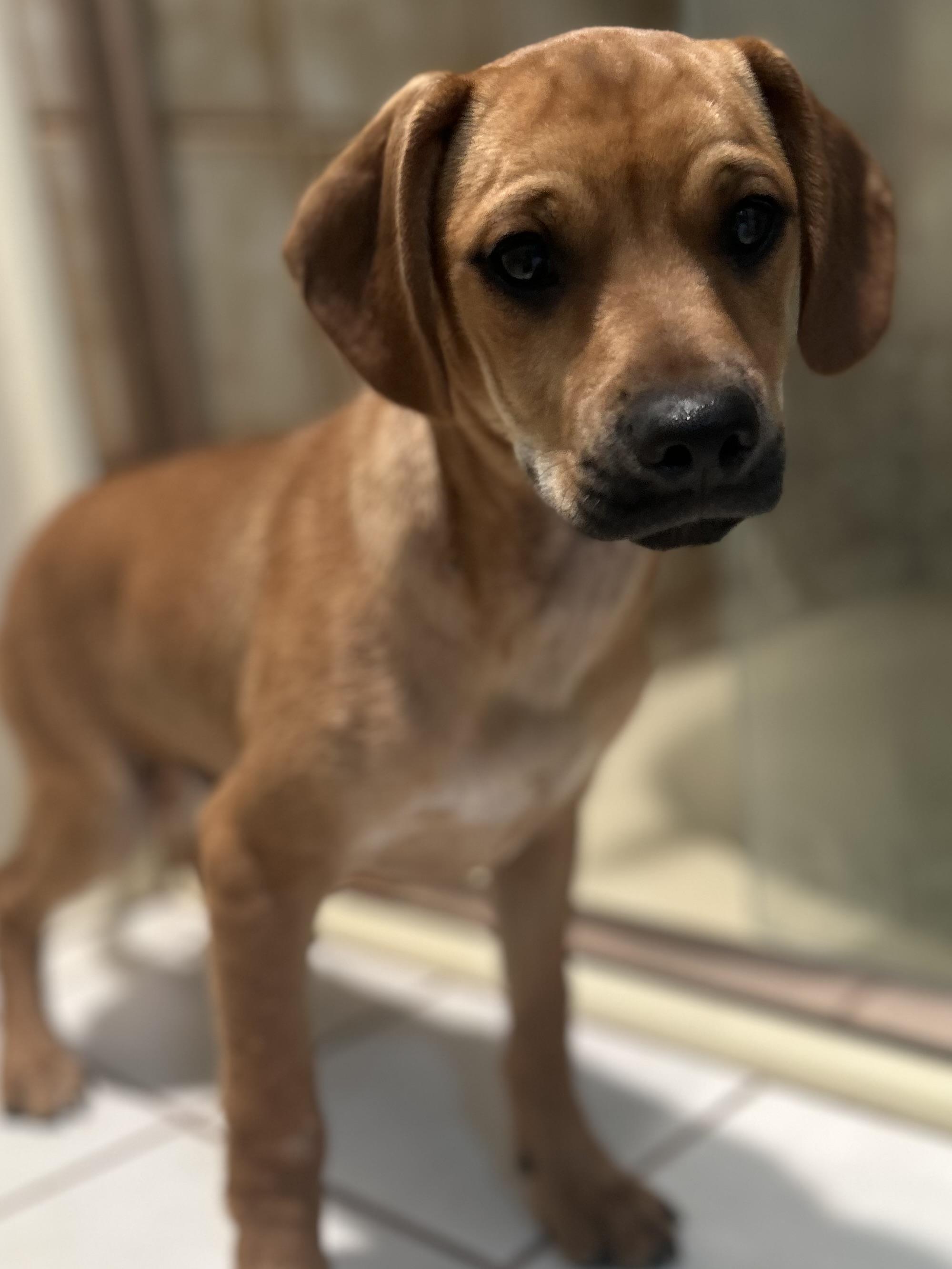 COPPER, Baby Male unknown