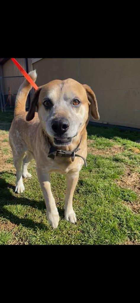 Rocky--CHILL OLD  MAN!!, Adoptable, Senior Male Labrador Retriever & Hound.