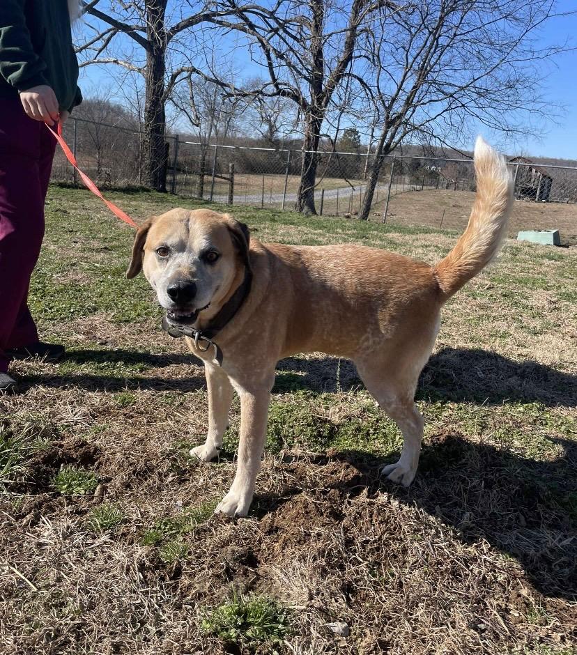 Rocky--CHILL OLD MAN!!, a Adoptable mixed breed in Franklin, TN image 1/3