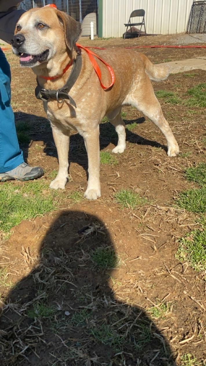 Rocky--CHILL OLD MAN!!, a Adoptable mixed breed in Franklin, TN image 3/3
