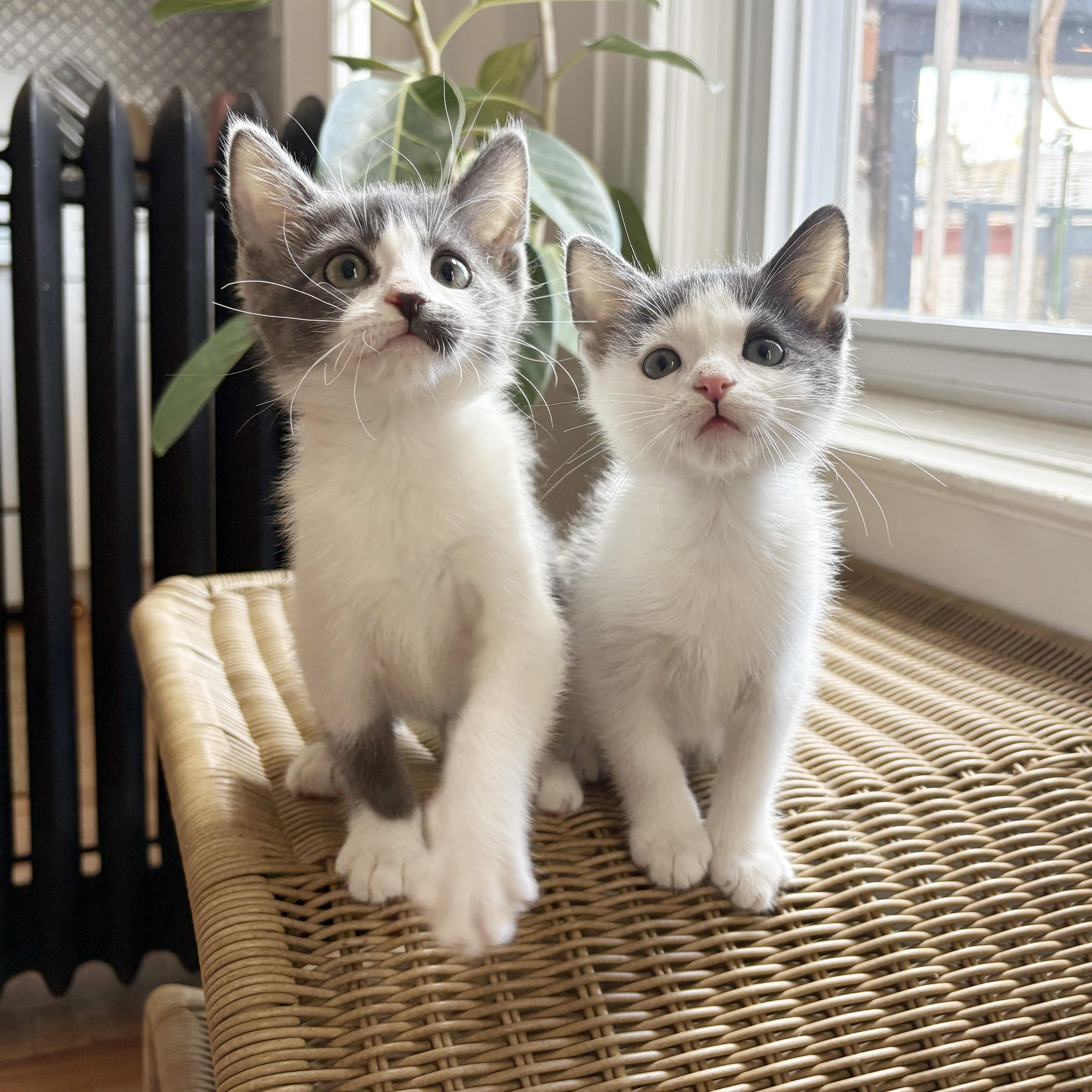 Enlarge Harvey & Harriet, a Adoptable Domestic Short Hair in BROOKLYN, NY image 3/6