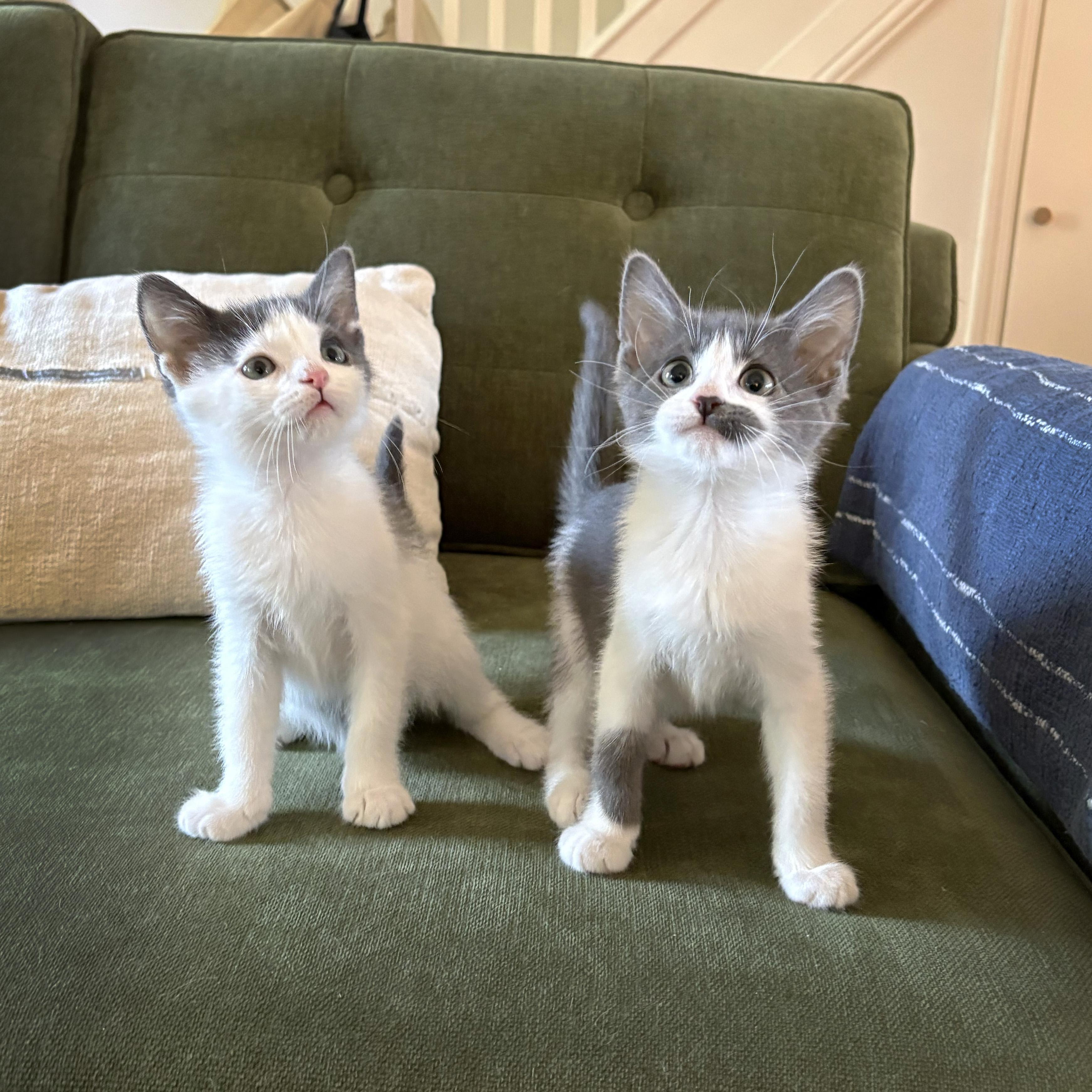 Enlarge Harvey & Harriet, a Adoptable Domestic Short Hair in BROOKLYN, NY image 1/6