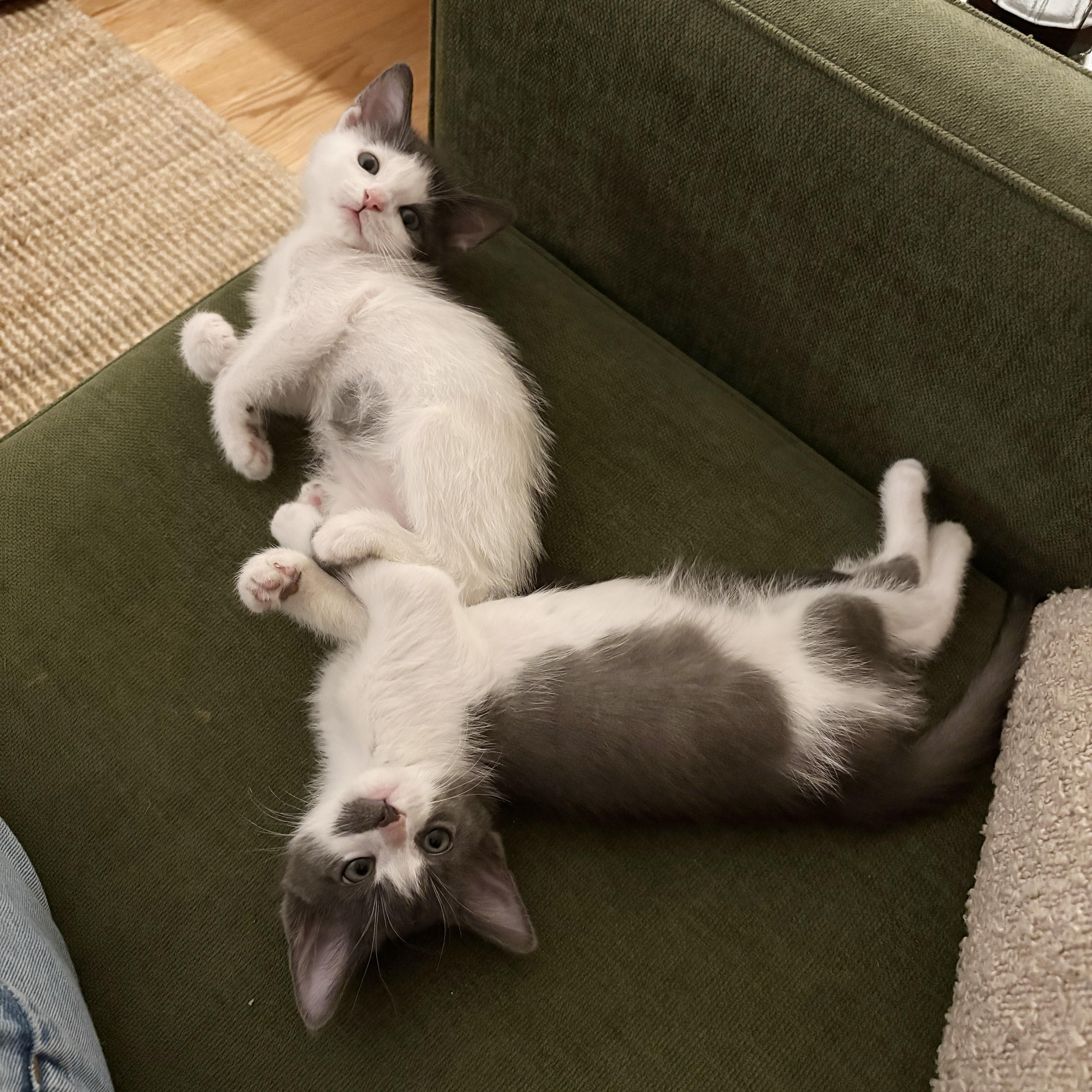 Enlarge Harvey & Harriet, a Adoptable Domestic Short Hair in BROOKLYN, NY image 2/6
