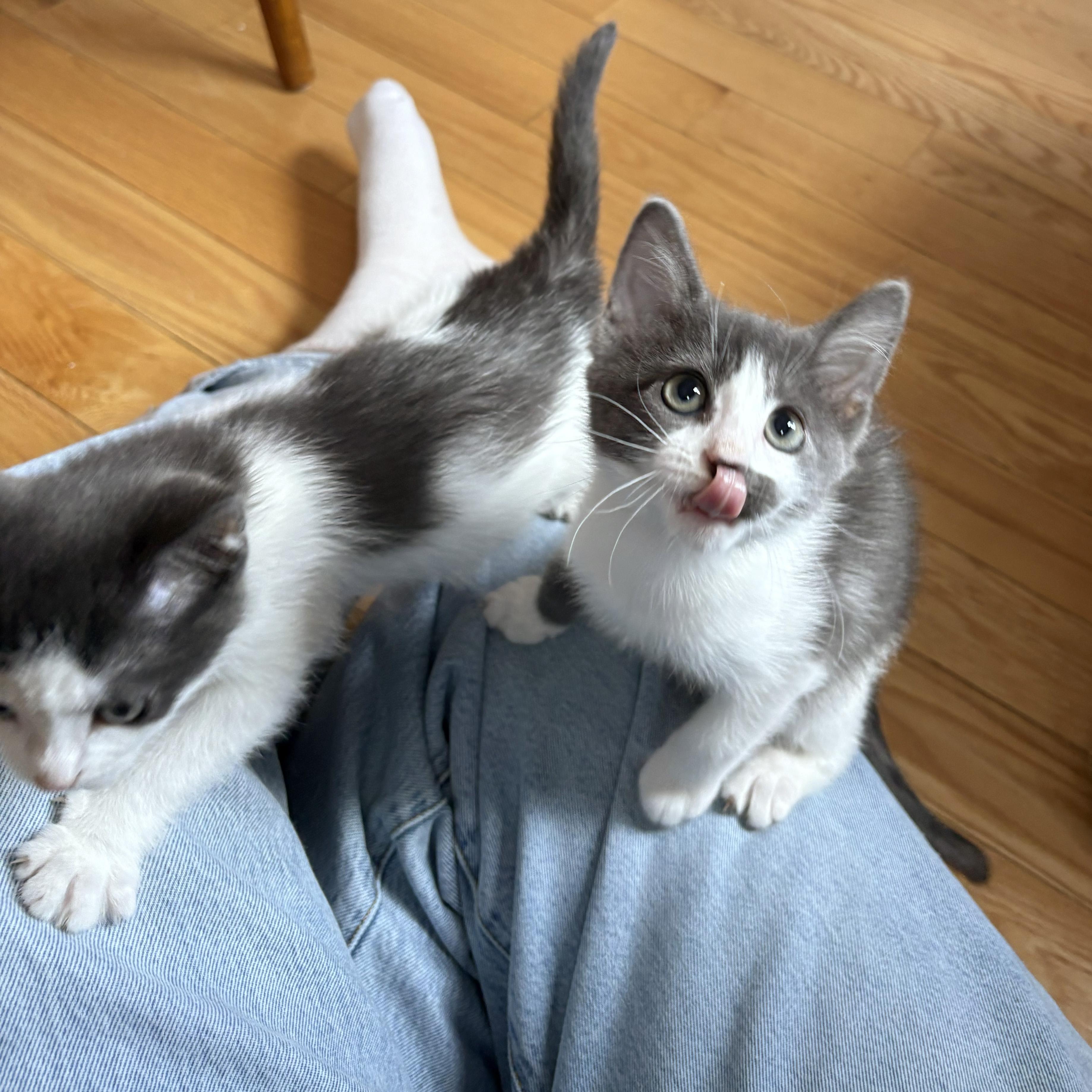 Enlarge Harvey & Harriet, a Adoptable Domestic Short Hair in BROOKLYN, NY image 6/6
