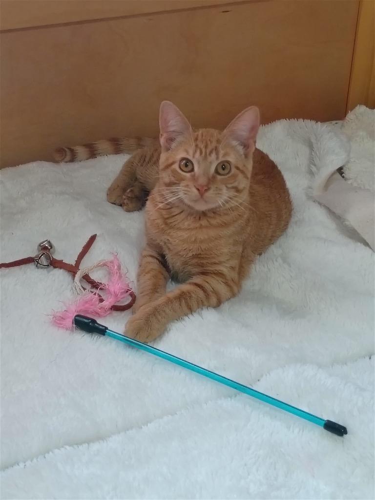 Enlarge Lucy, a Adoptable Domestic Short Hair in Lewisville, TX image 1/6