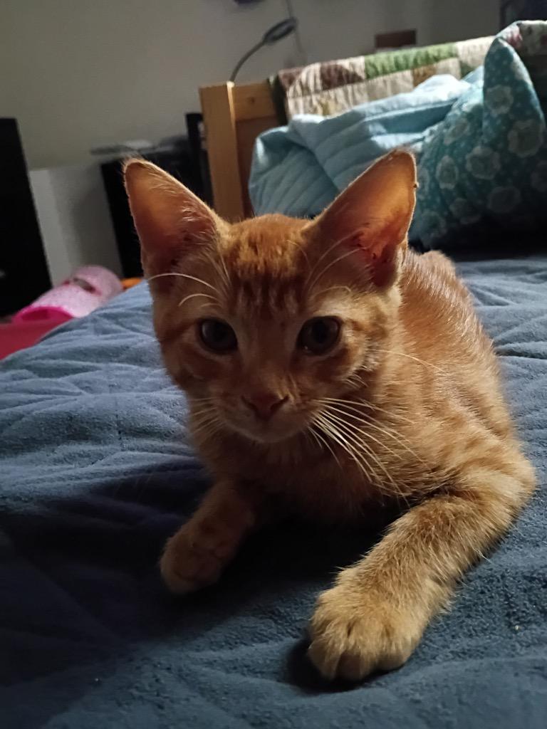Enlarge Lucy, a Adoptable Domestic Short Hair in Lewisville, TX image 2/6