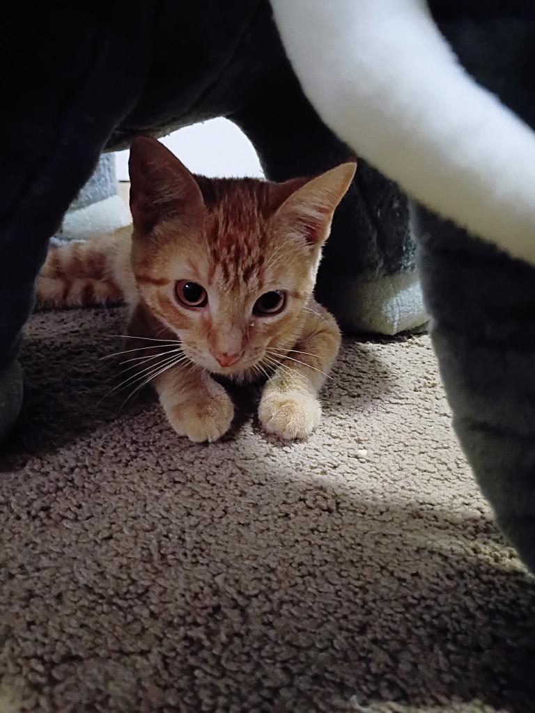 Enlarge Lucy, a Adoptable Domestic Short Hair in Lewisville, TX image 3/6