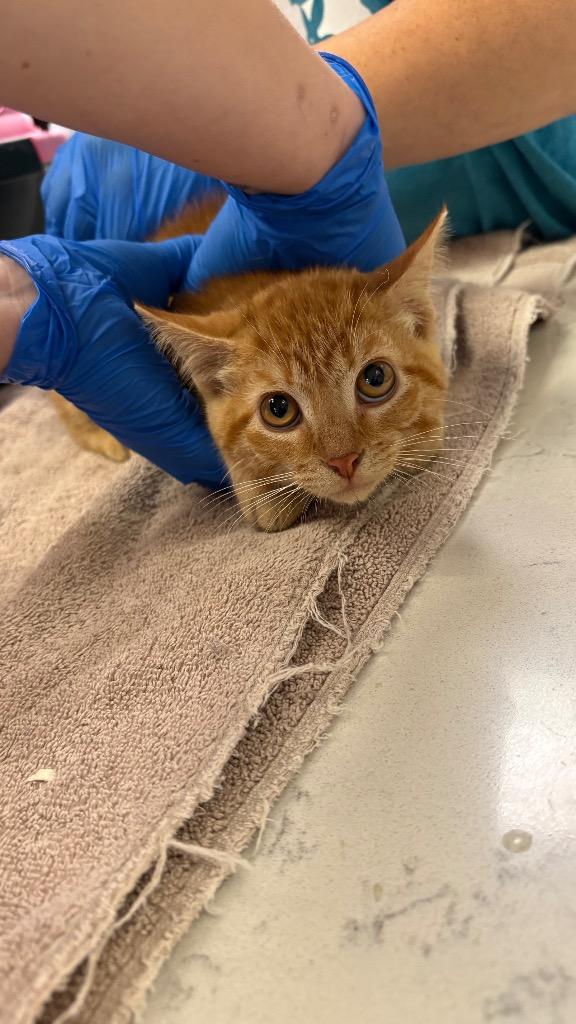 Enlarge Lucy, a Adoptable Domestic Short Hair in Lewisville, TX image 5/6