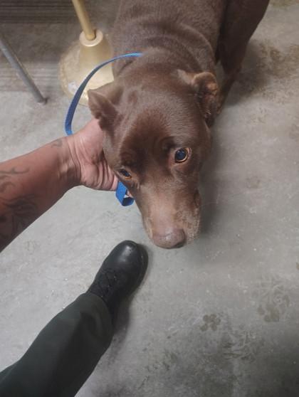 Dip, Adoptable, Adult Female Labrador Retriever & Mixed Breed.