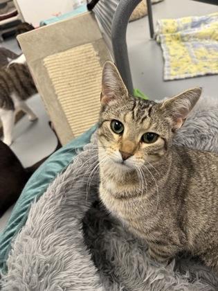 Timmy, Adoptable, Adult Male Domestic Short Hair & Domestic Short Hair.