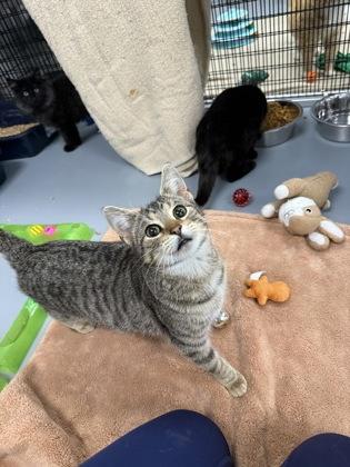 Enlarge Timmy, a Adoptable mixed breed in Mount Pleasant, IA image 3/3