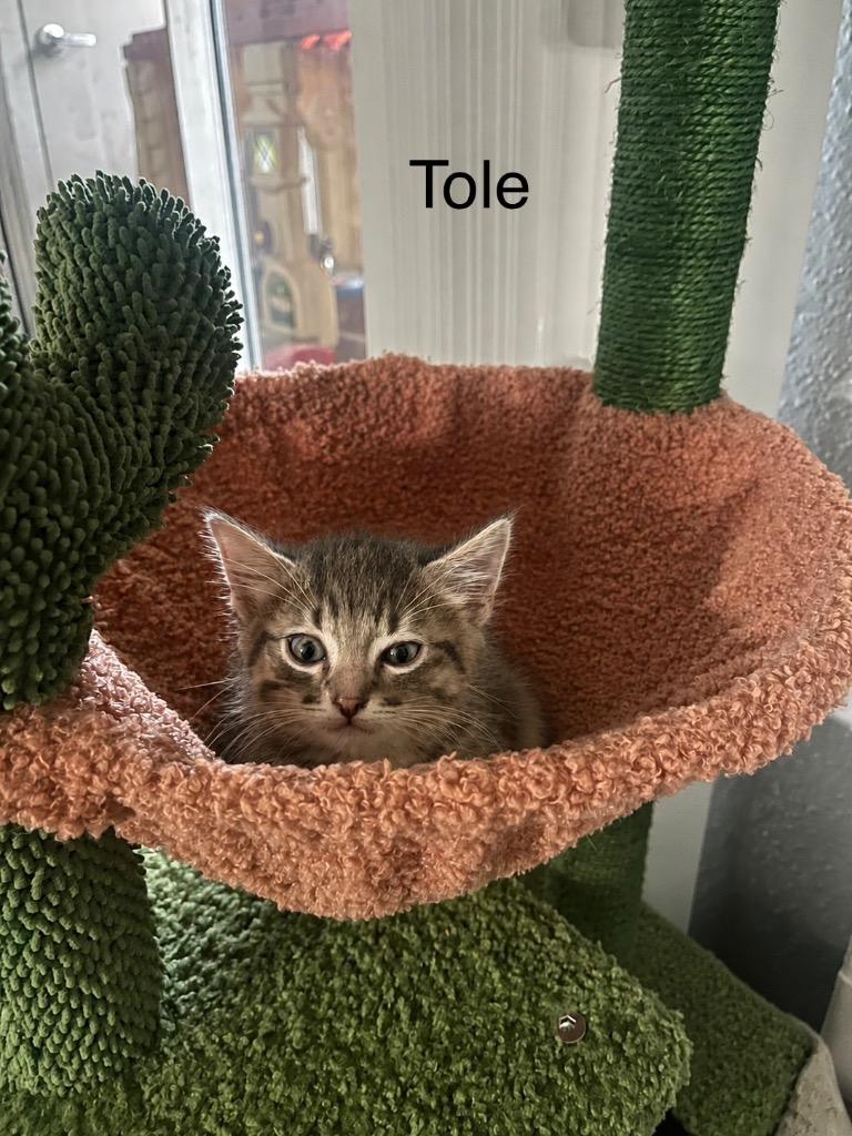 Enlarge Ptole, a Adoptable mixed breed in Spring, TX image 1/2