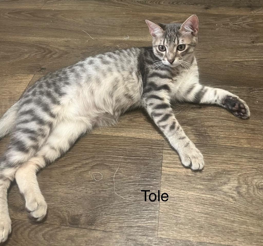 Enlarge Ptole, a Adoptable mixed breed in Spring, TX image 2/2