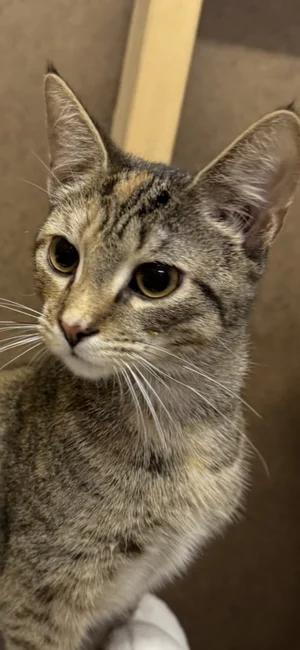 Burrito, Adoptable, Young Female Domestic Short Hair.