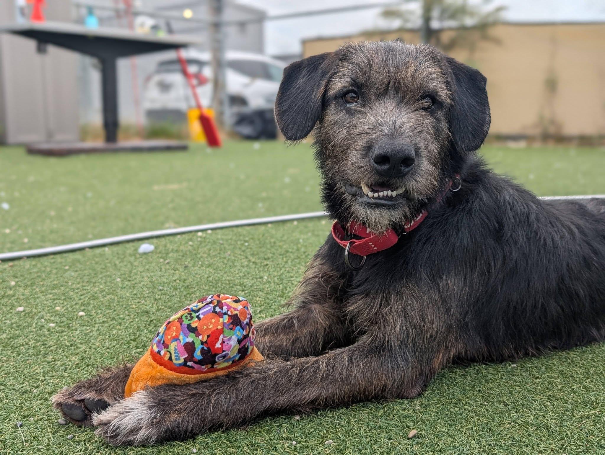 Enlarge Moose, a Adopted mixed breed in Cleveland, OH image 3/6