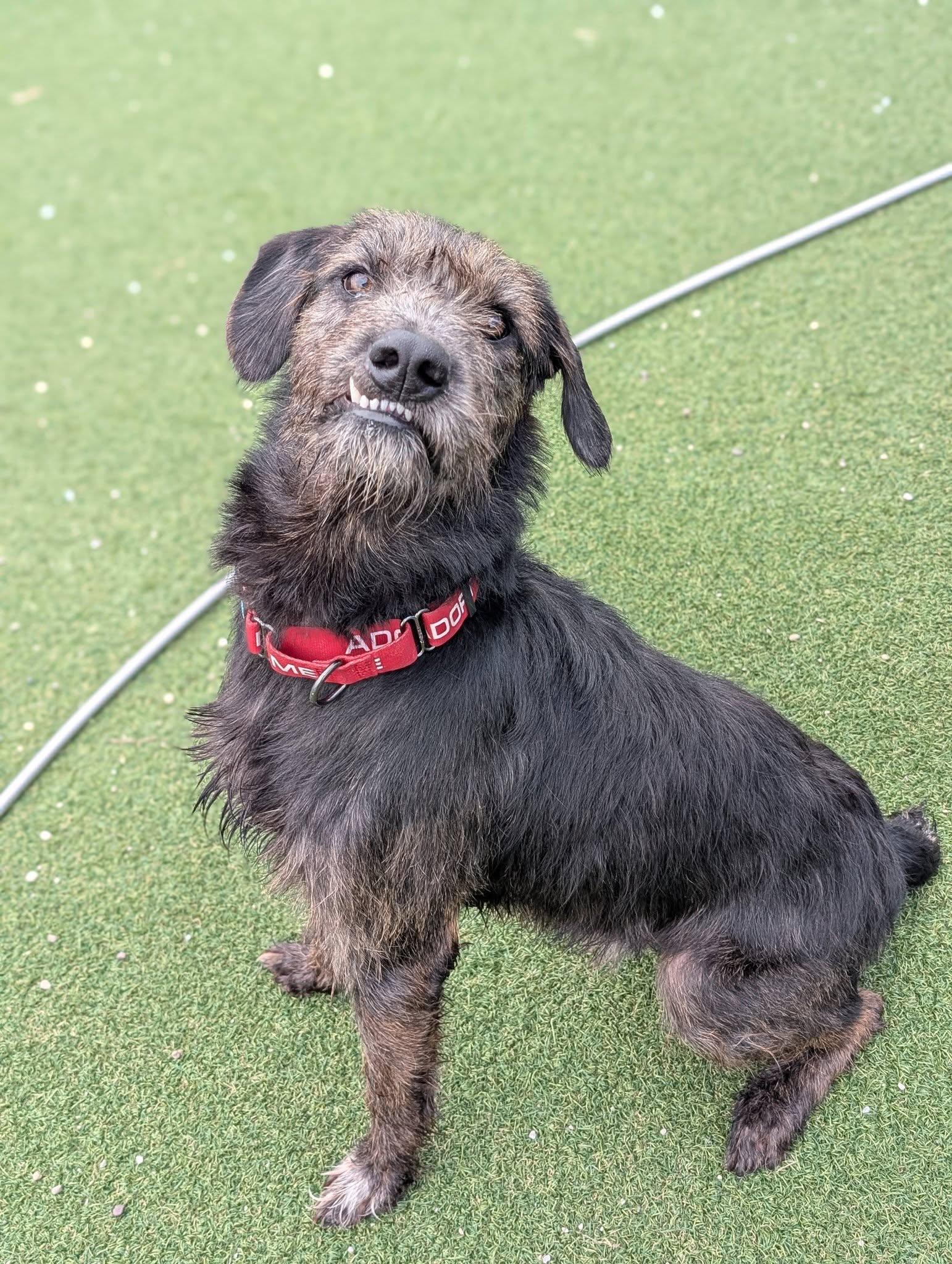Enlarge Moose, a Adopted mixed breed in Cleveland, OH image 4/6