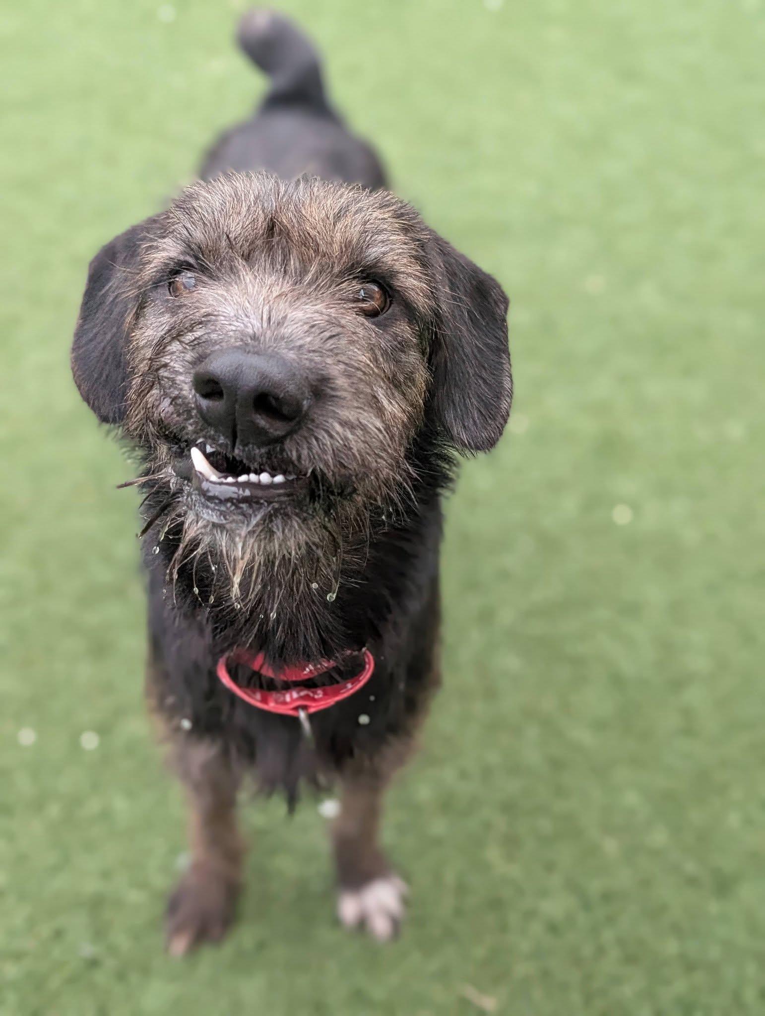 Moose, Adopted, Young Male Wirehaired Pointing Griffon.