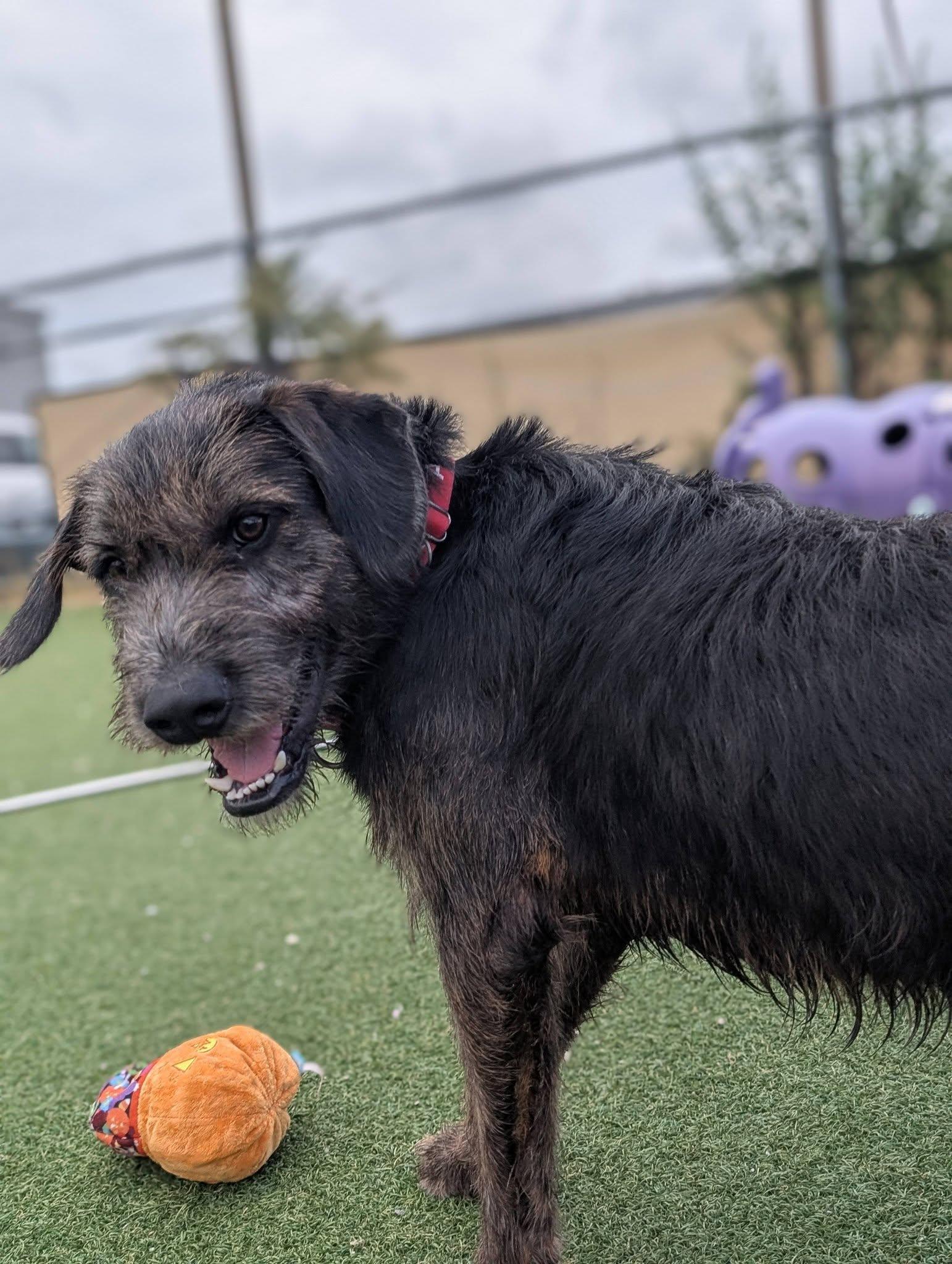 Enlarge Moose, a Adopted mixed breed in Cleveland, OH image 2/6