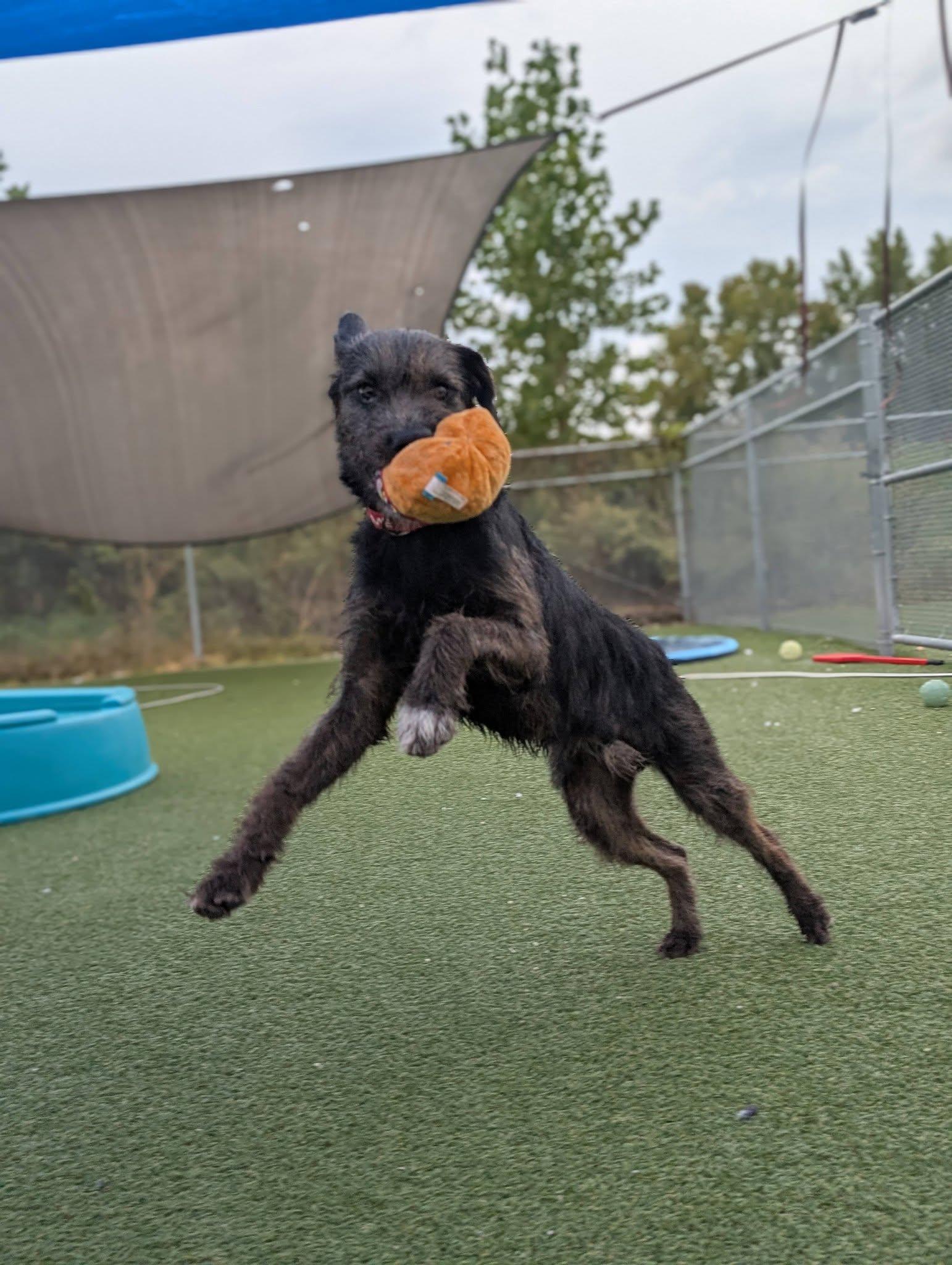 Enlarge Moose, a Adopted mixed breed in Cleveland, OH image 5/6