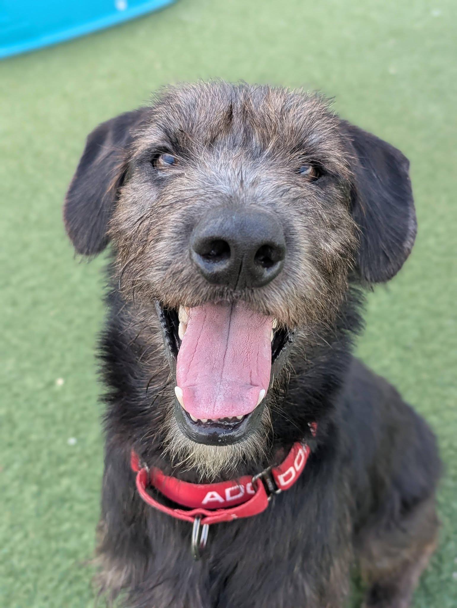 Enlarge Moose, a Adopted mixed breed in Cleveland, OH image 6/6