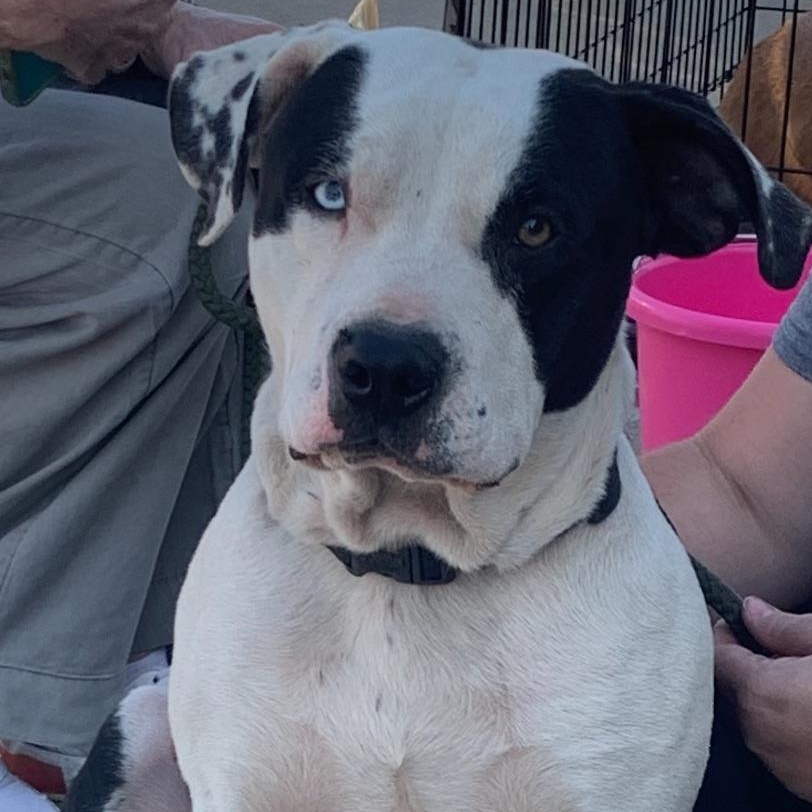 Poe, a ADOPTABLE mixed breed in Comanche, TX image 1/2