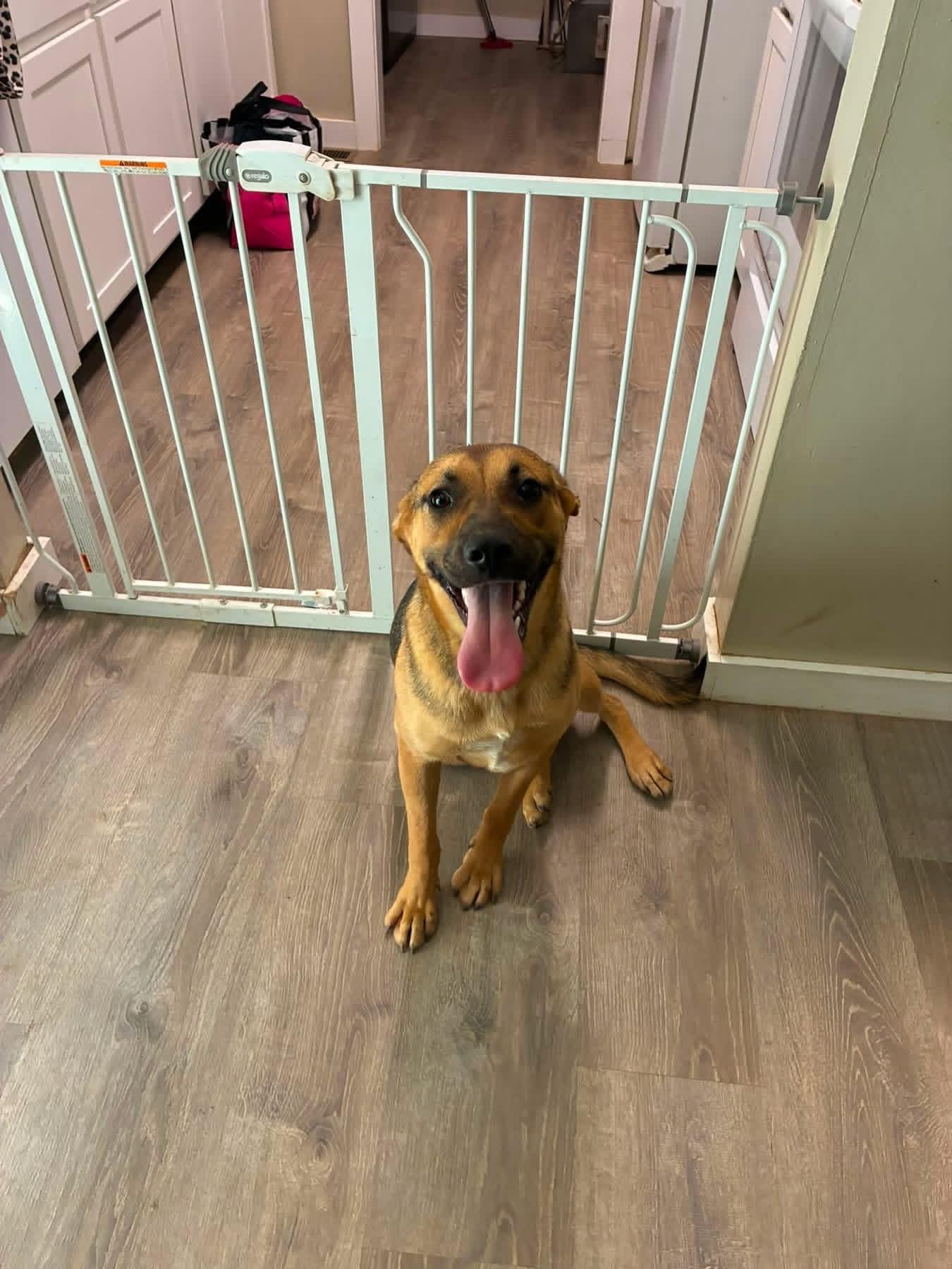 Piper, Adoptable, Young Female German Shepherd Dog.