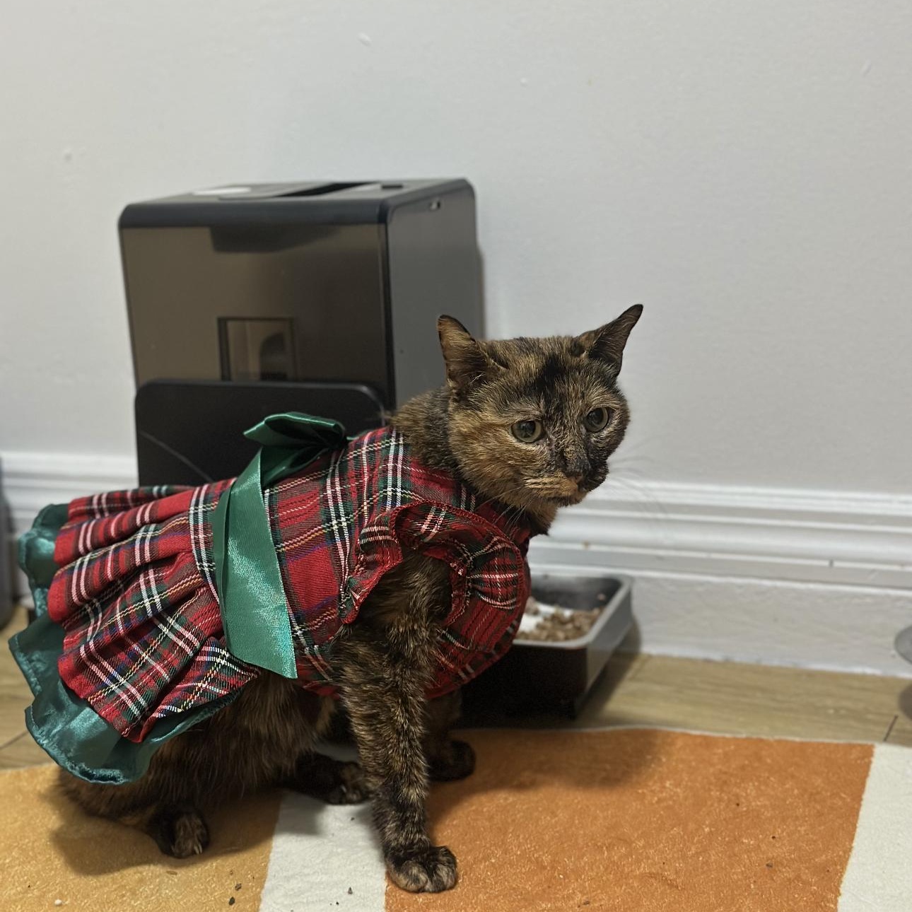 Enlarge Millie and Lillie, a ADOPTABLE mixed breed in New york, NY image 5/6